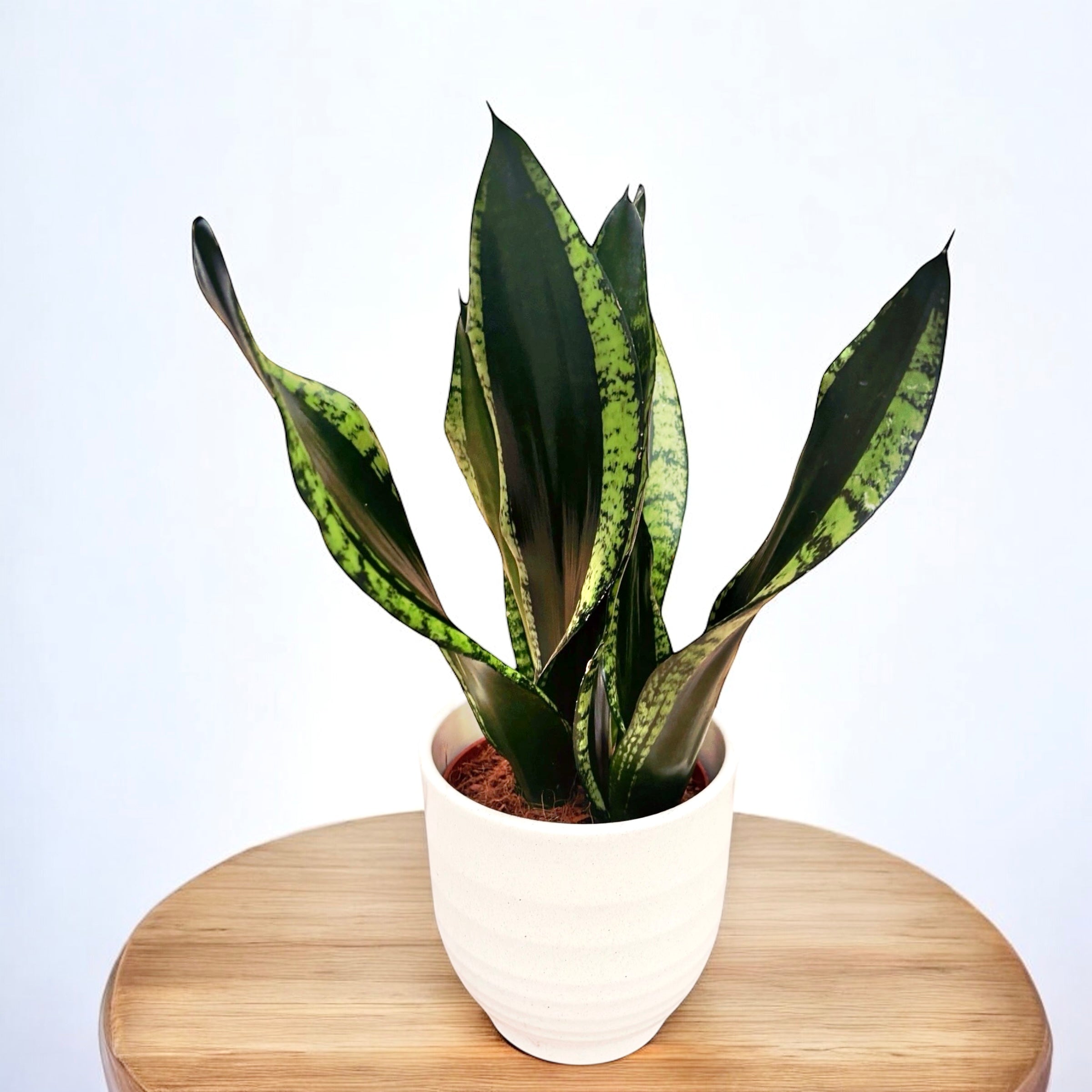 sansevieria silver flame vs whitney Sansevieria Silver Flame (Whitney) – hardy ornamental plant, ideal for indoors – Secret Garden Plant Shop