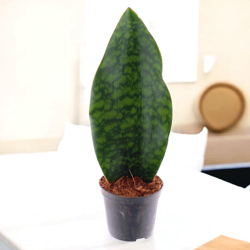 plante snake Sansevieria masoniana (Plante serpent nageoire de baleine) – Secret Garden Plant Shop