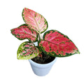 Aglaonema commutatum Red Zircon D9