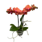 Phalaenopsis Bolzano