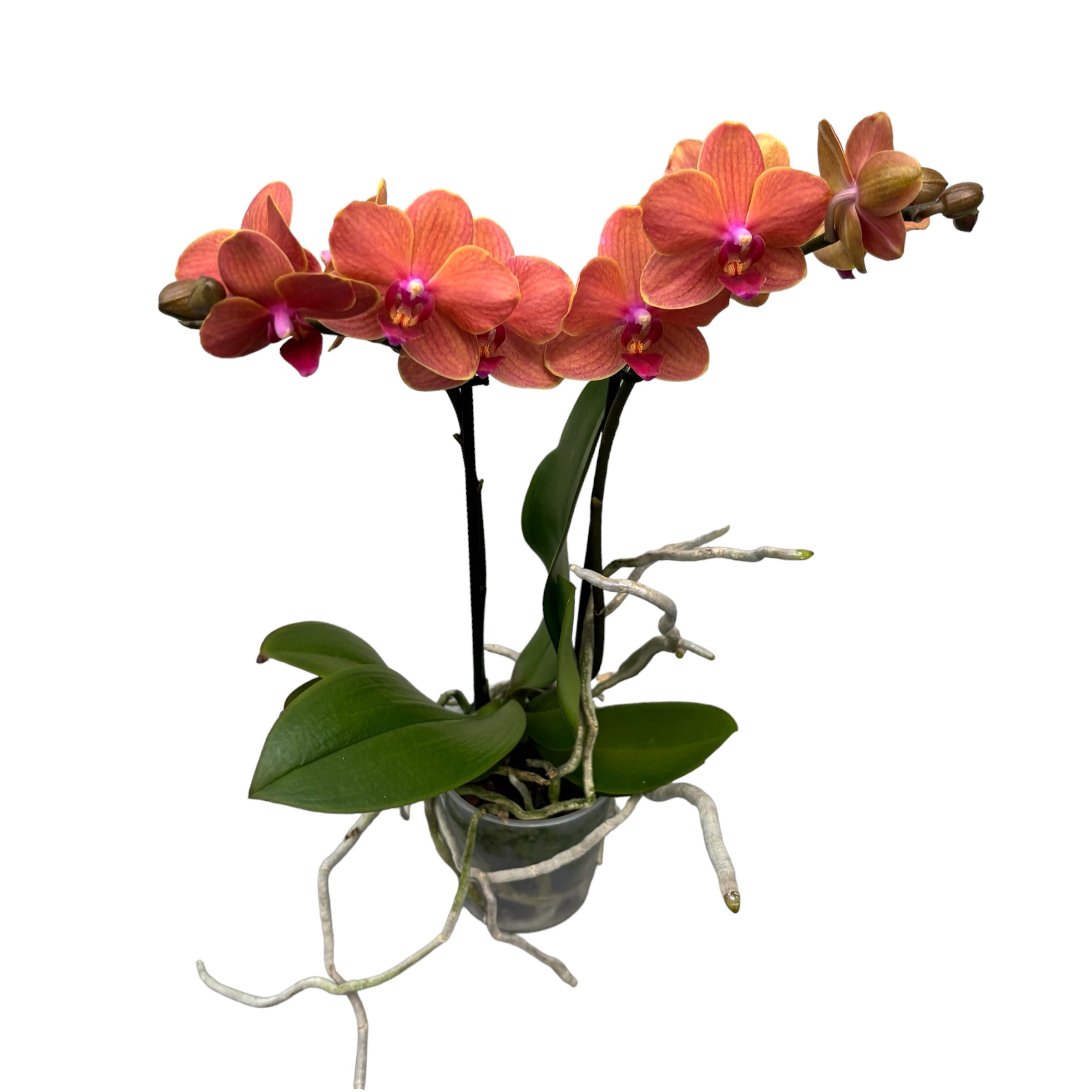 Phalaenopsis Bolzano