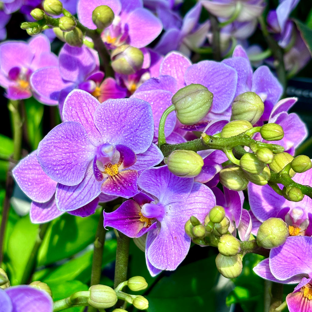 Phalaenopsis Sogo Vivien Blue