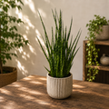 Sansevieria ‘Digitorum’