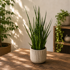 Sansevieria ‘Digitorum’