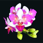 Phalaenopsis Liu's Berry 'Trinity' (pélorique) parfumé