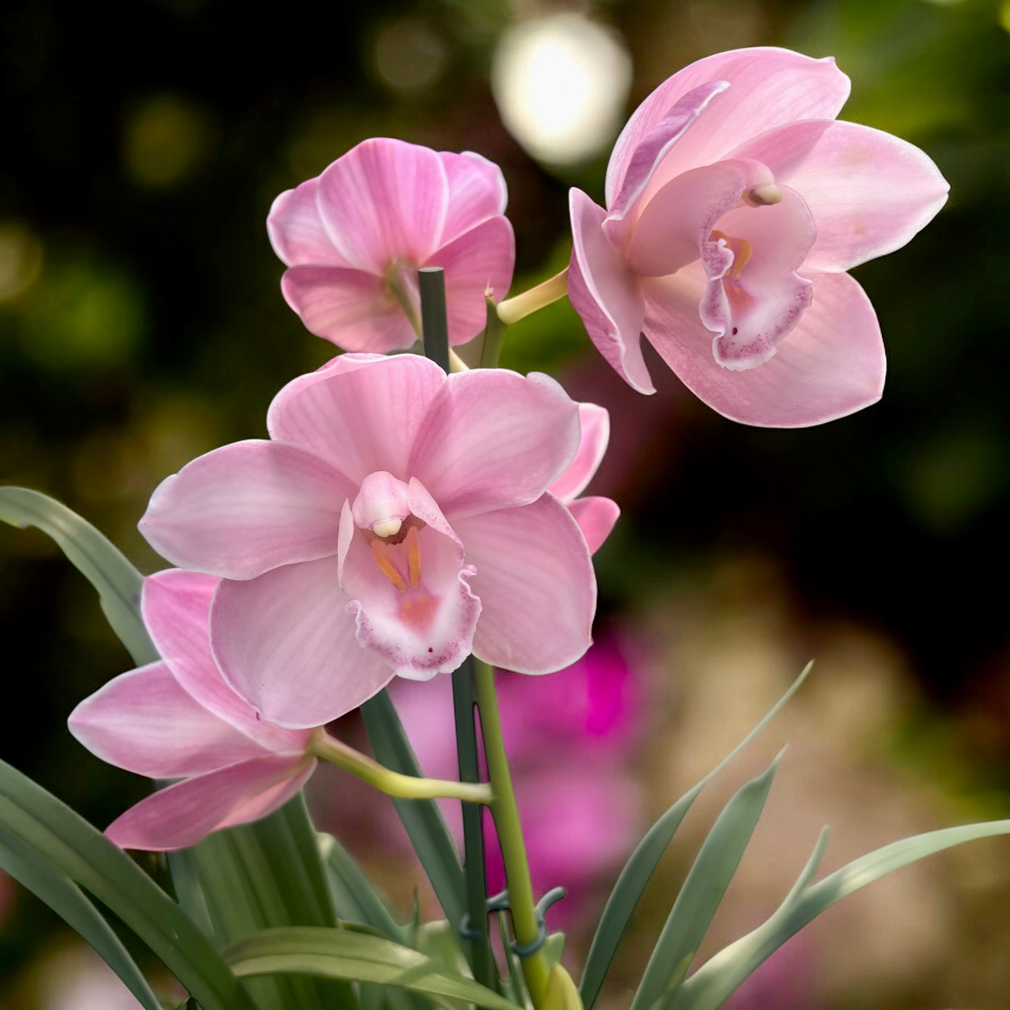 Cymbidium Enzan Myth