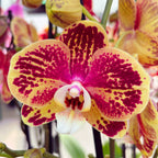 Phalaenopsis OX Bravo (Spears, Brainstorm)