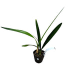 Encyclia alata - fragrant