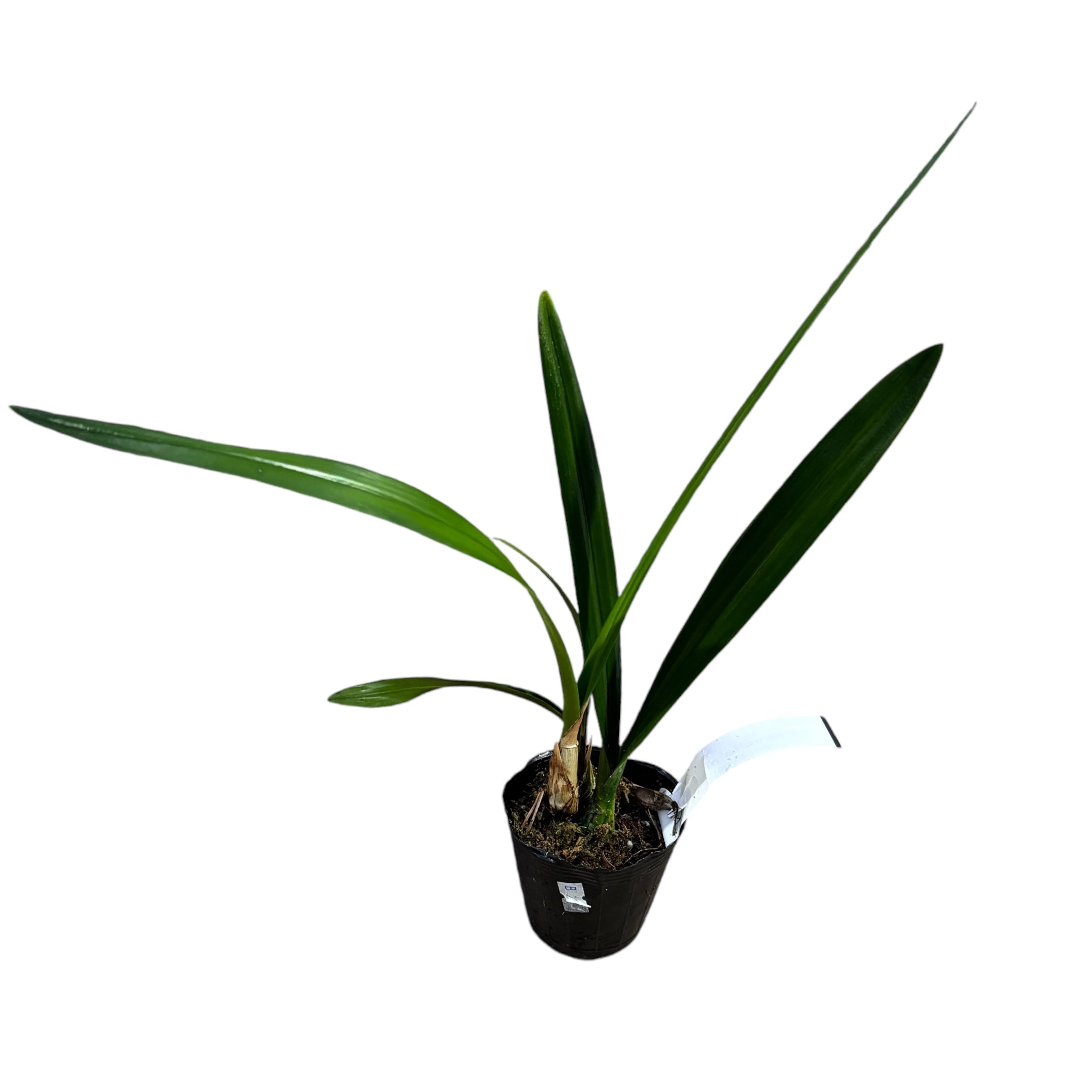 Encyclia alata - parfumata