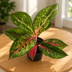 Aglaonema 'Lychee Rouge'