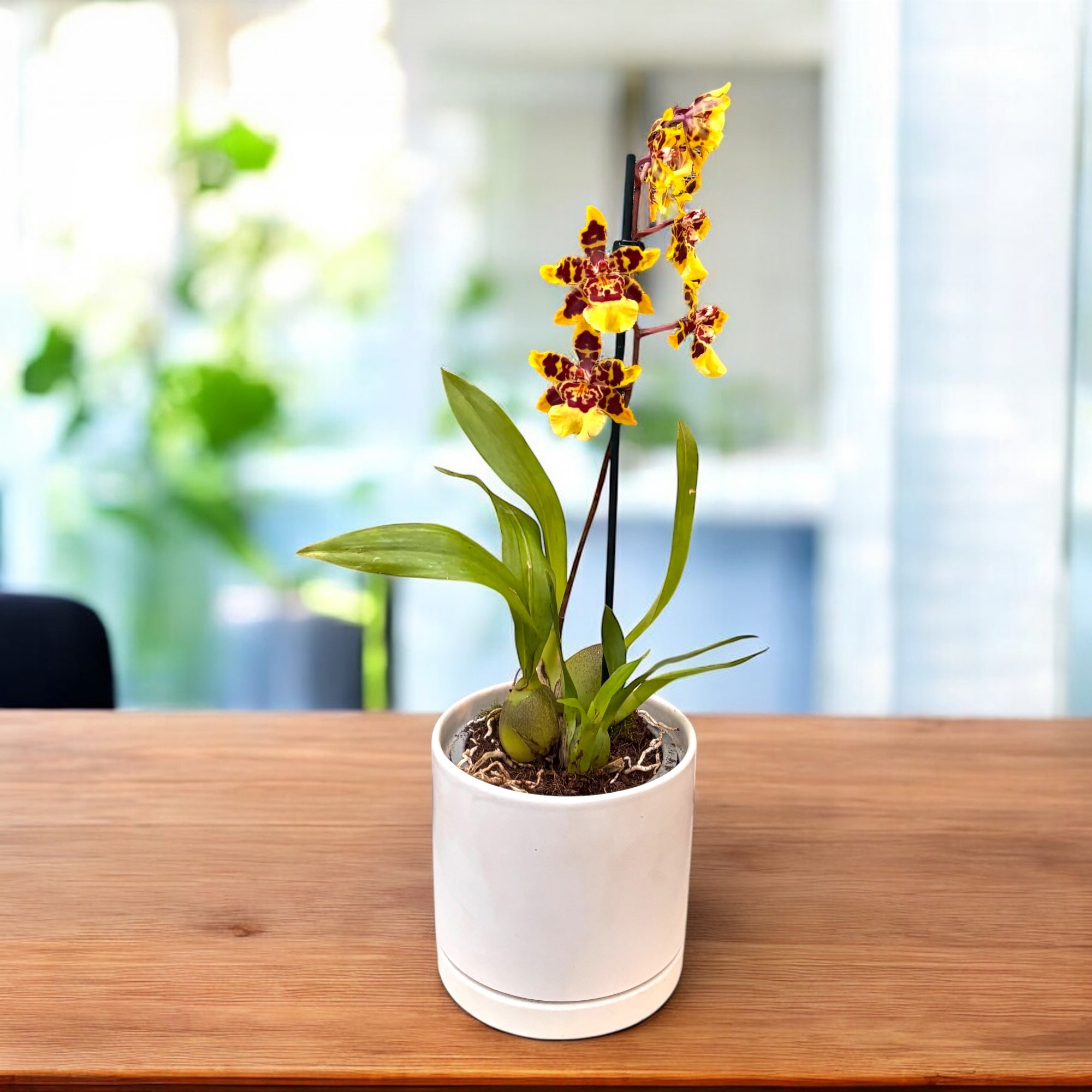 Colmanara Wildcat Gelber Schmetterling