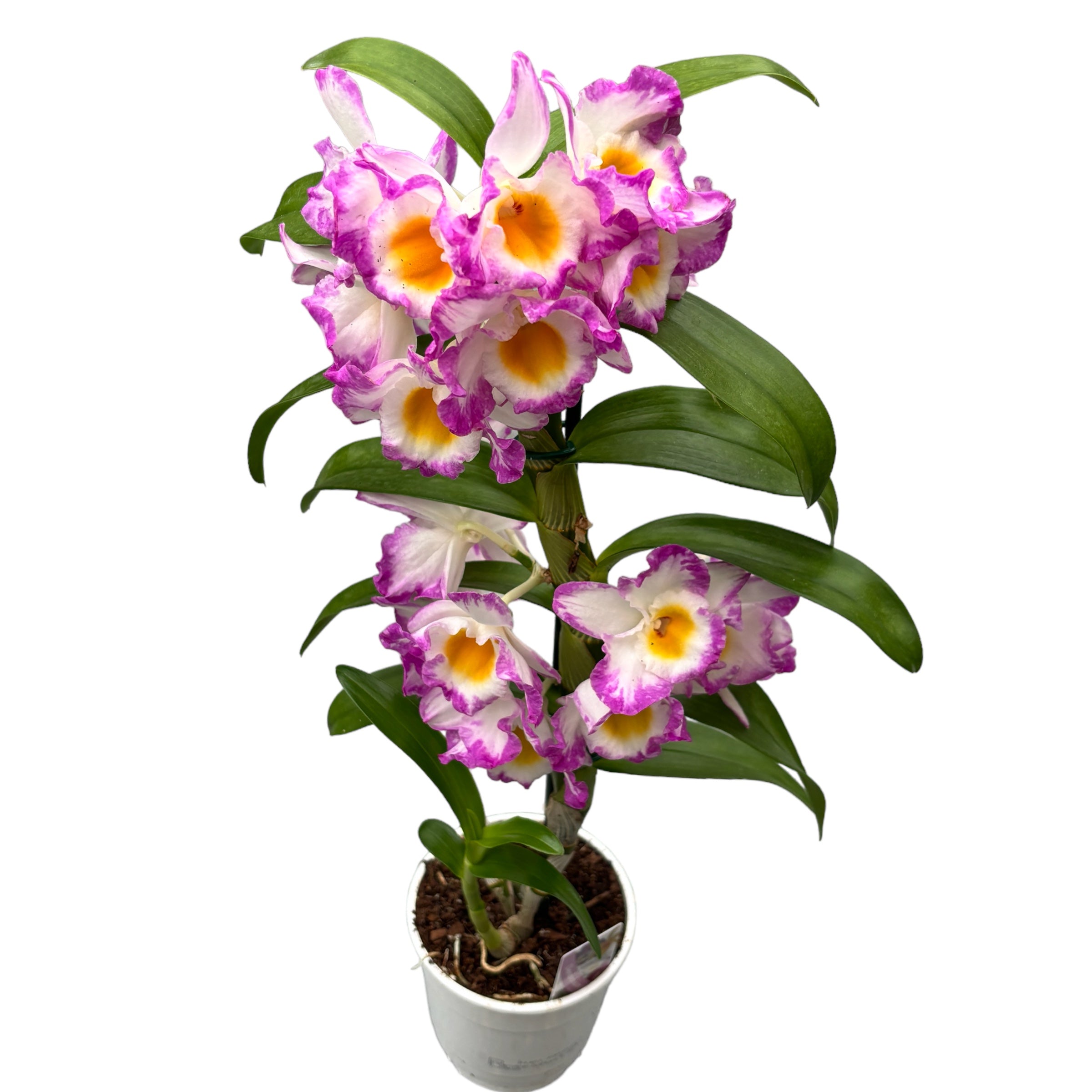 Dendrobium Angel Moon (variation)
