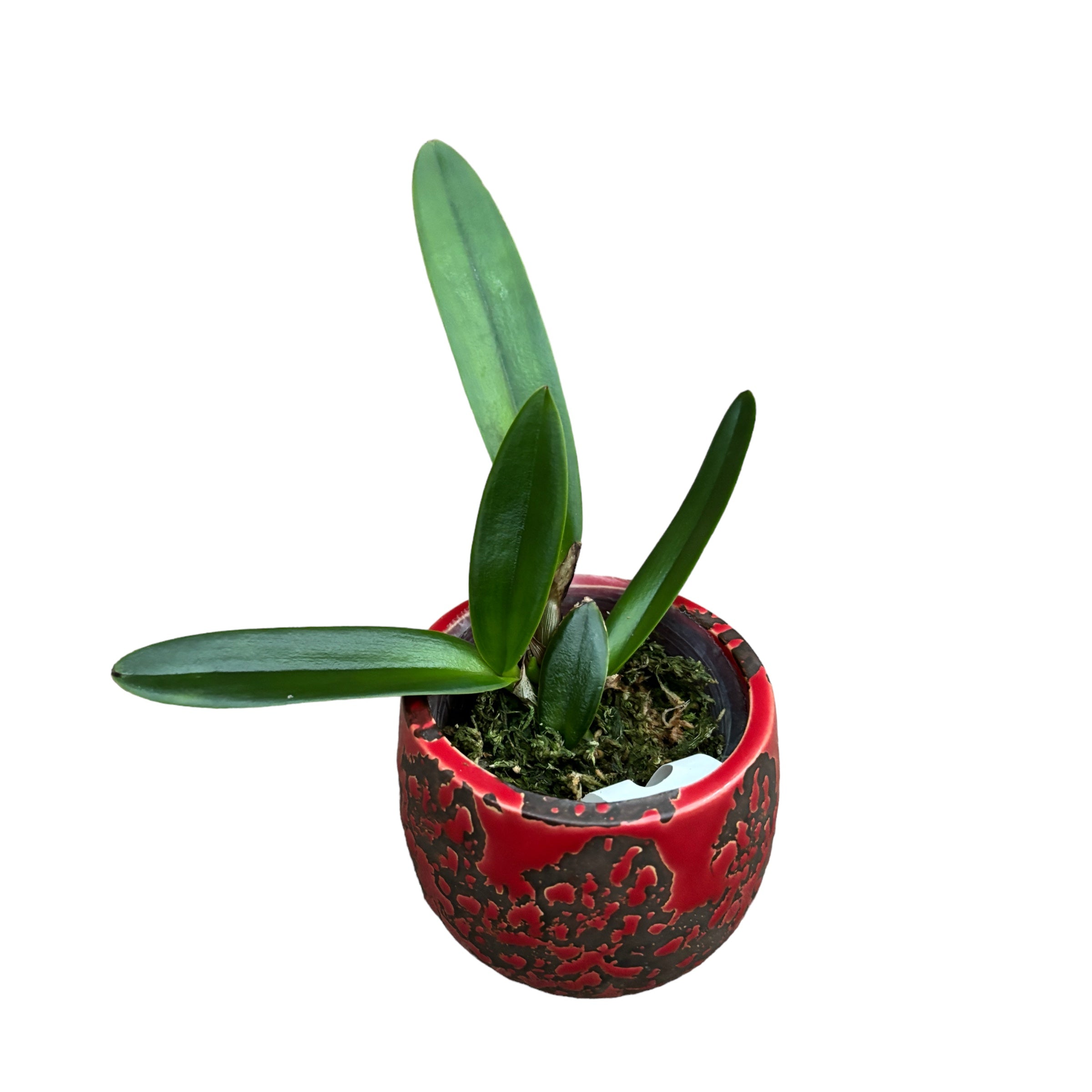 Cattleya maxima var. coerulea (fleurs parfumées)