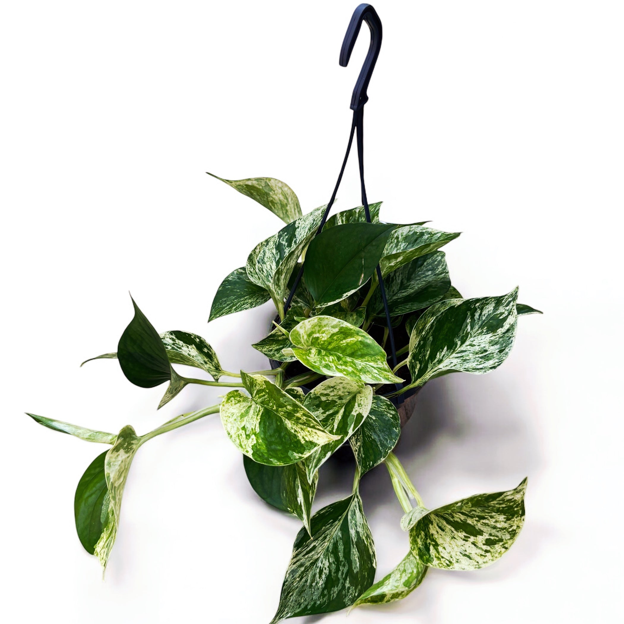 Epipremnum aureum 'Marble Queen' - exemplare XL