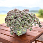 Sedum cauticola 'Lidakense' (Hylotelephium cauticola)