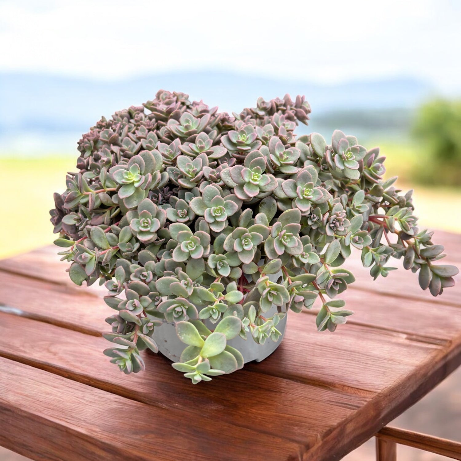 Sedum cauticola 'Lidakense' (Hylotelephium cauticola)
