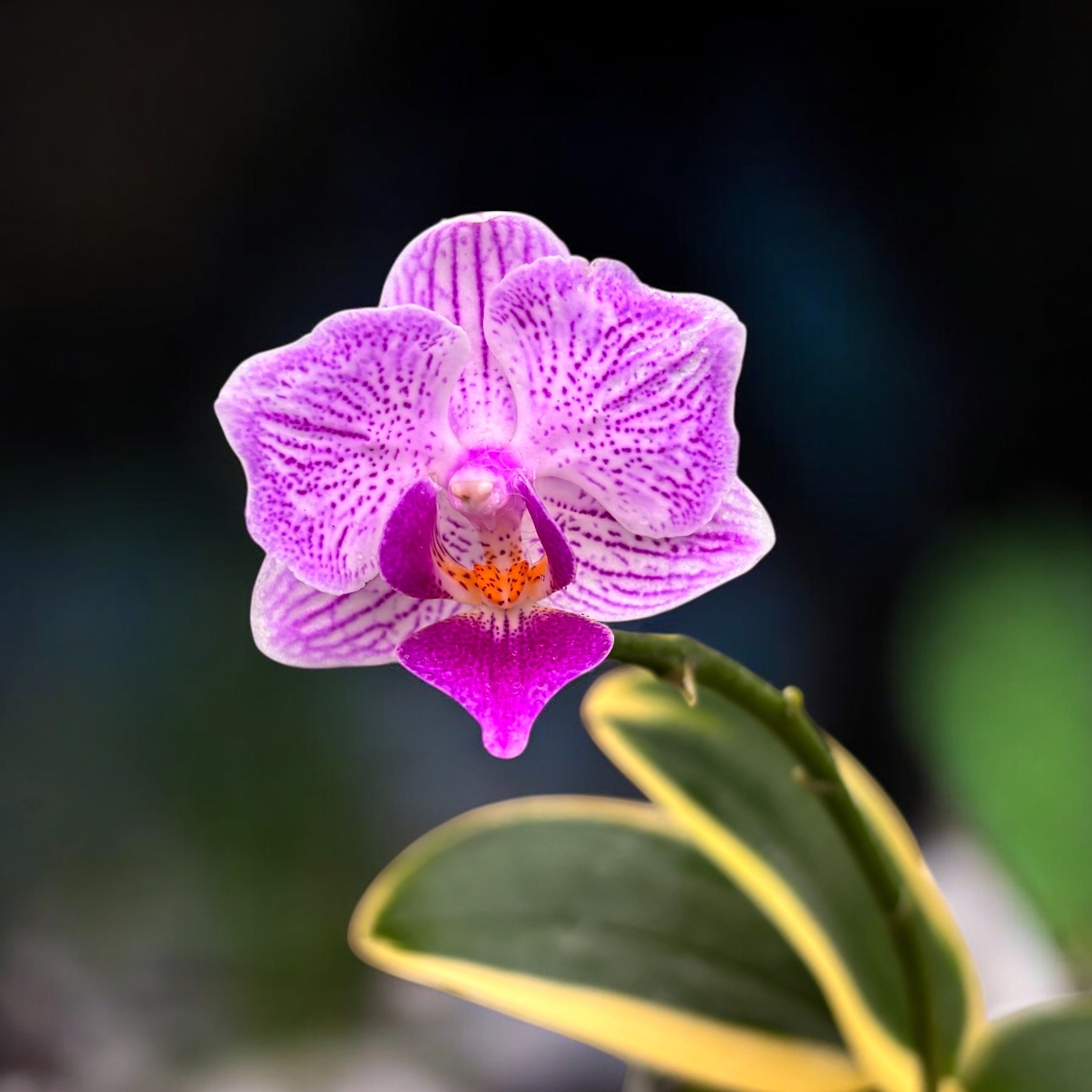 Phalaenopsis Sogo Vivien 'SOGO F858' (variegata & peloric)