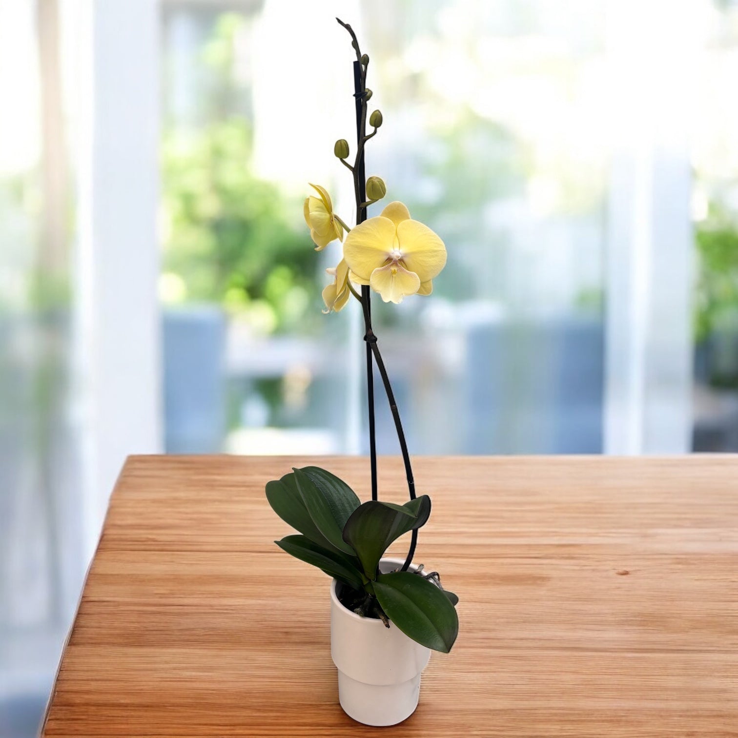 Phalaenopsis Limoncello big lip