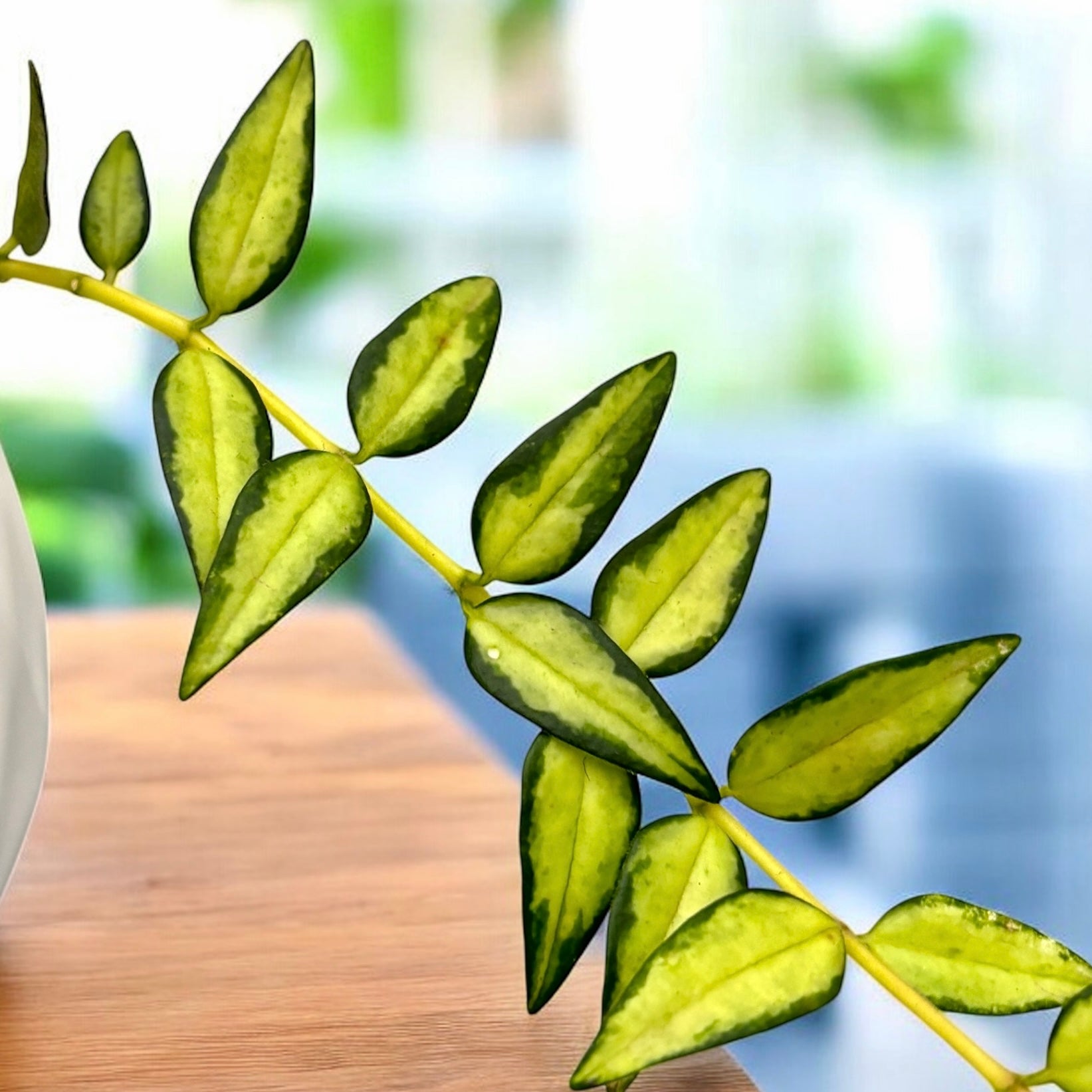 Hoya bella 'Lida Buis' (Variegata)