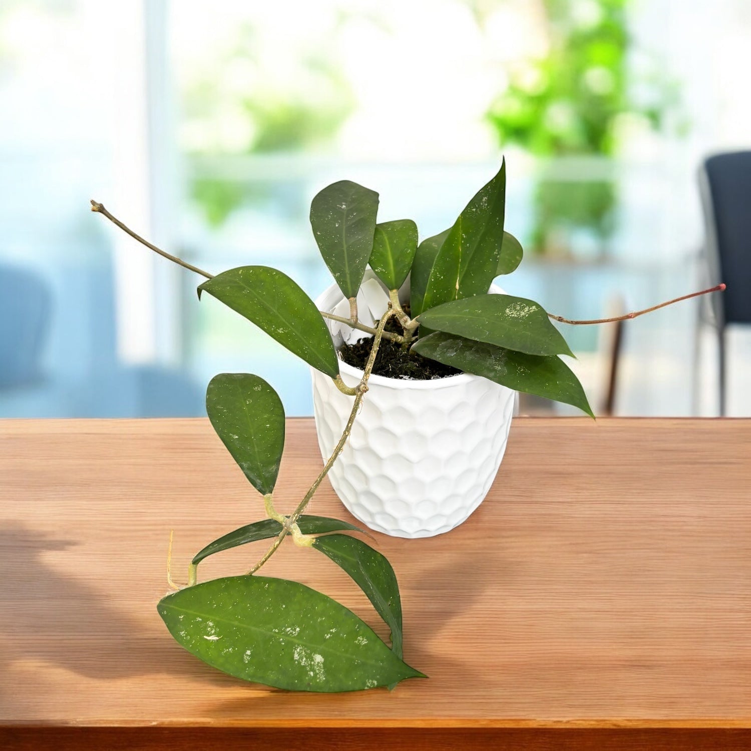 Hoya ruthiae (Hoya sp. UT-168)