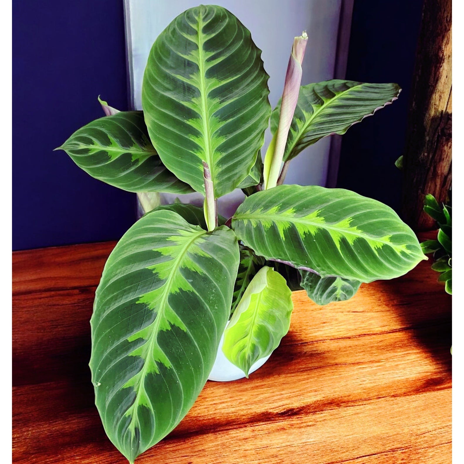 Calathea Warscewiczii