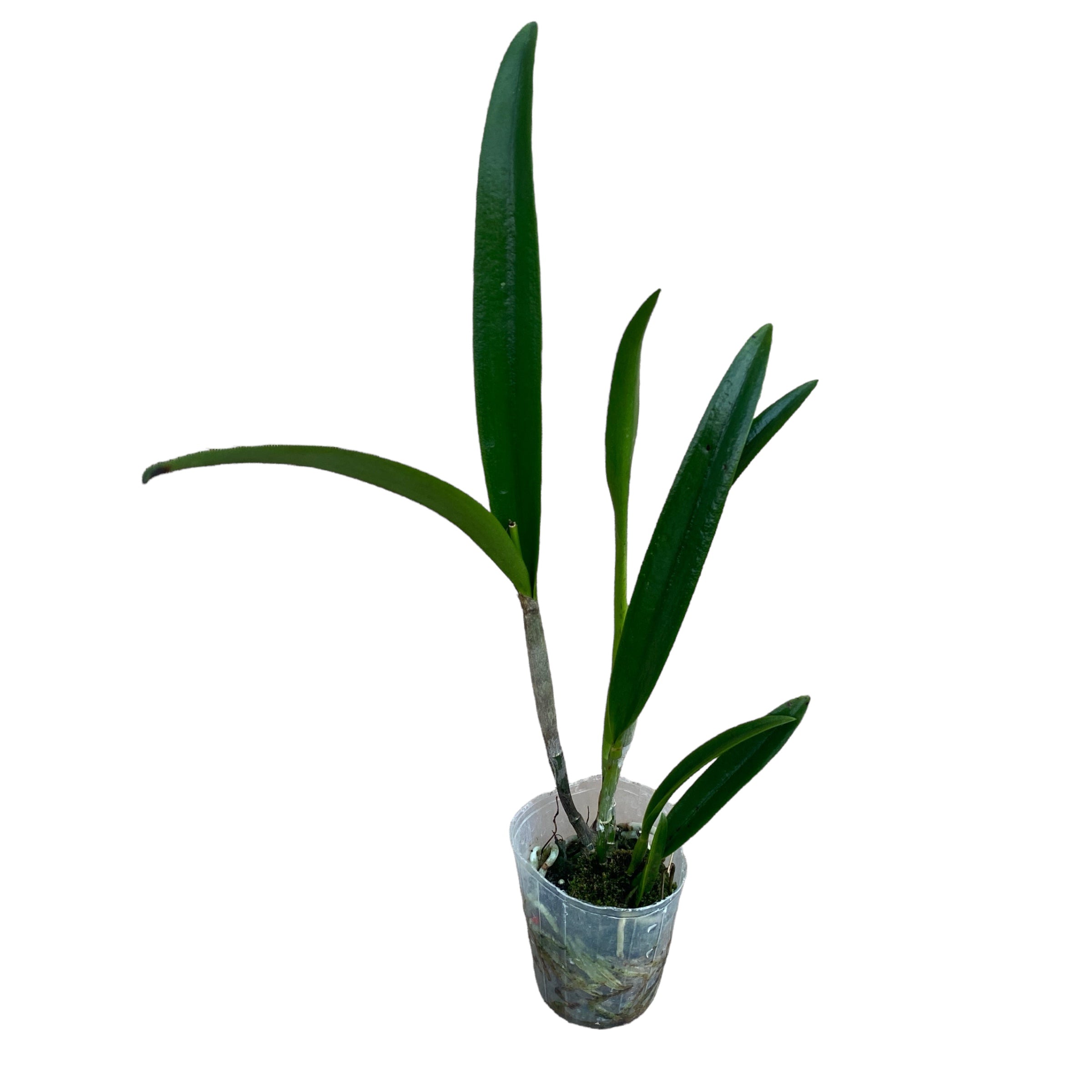 Rby. Everything Nice 'Showtime' HCC/AOS