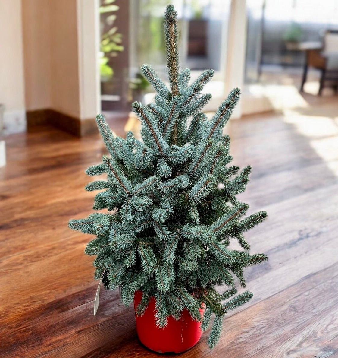 Brad argintiu in ghiveci XL - Picea pungens 'Super Blue' H85-90 cm