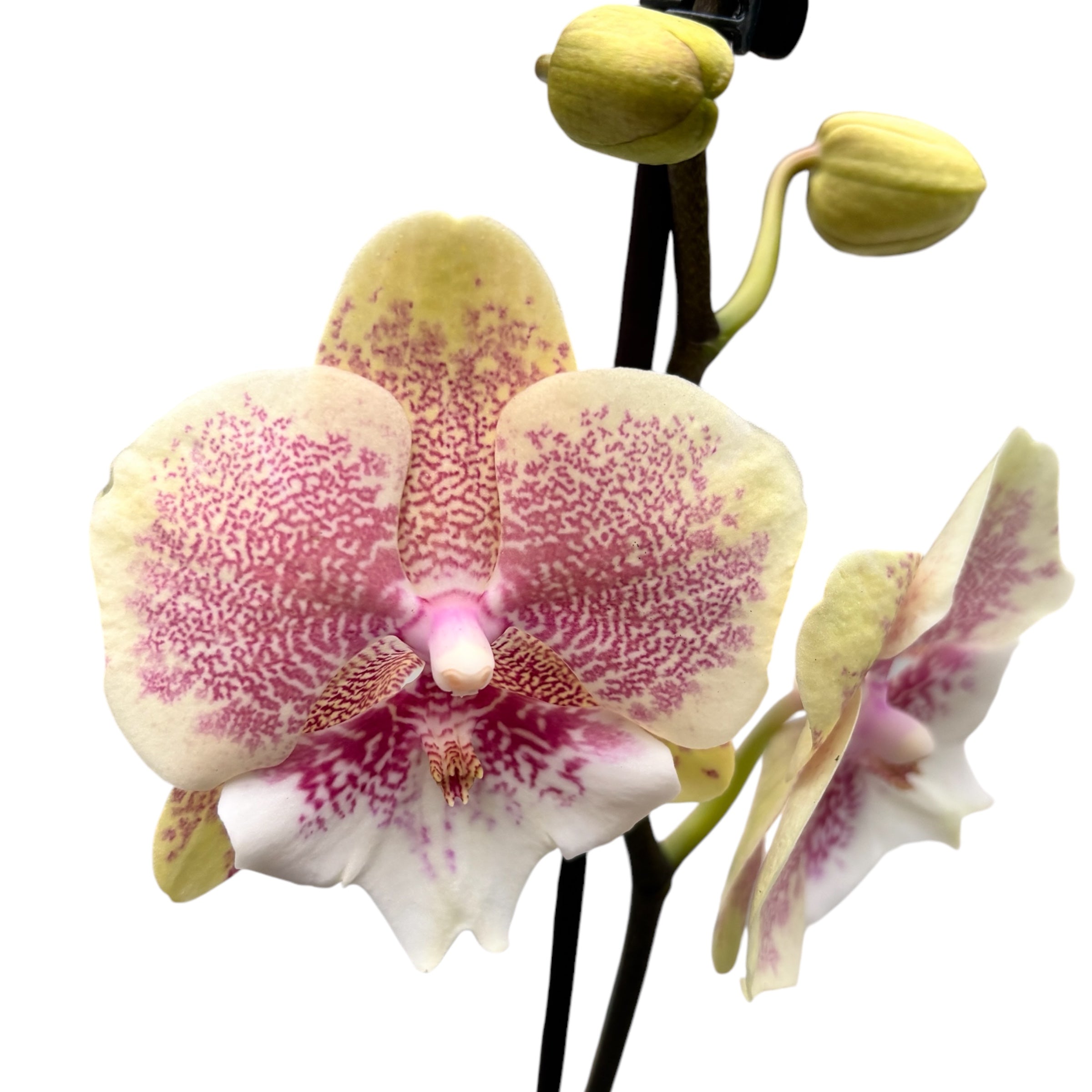Phalaenopsis 'Limited #18' grande labbro
