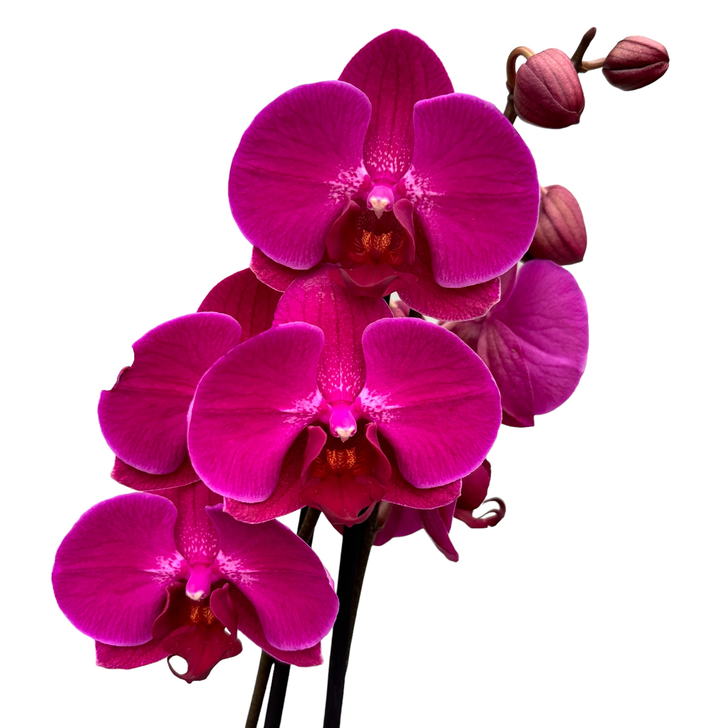 Phalaenopsis Anthura Stellenbosch