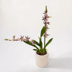 Oncidium (Cyrtocidium) Holm’s Wizard var. #04 - vonný!