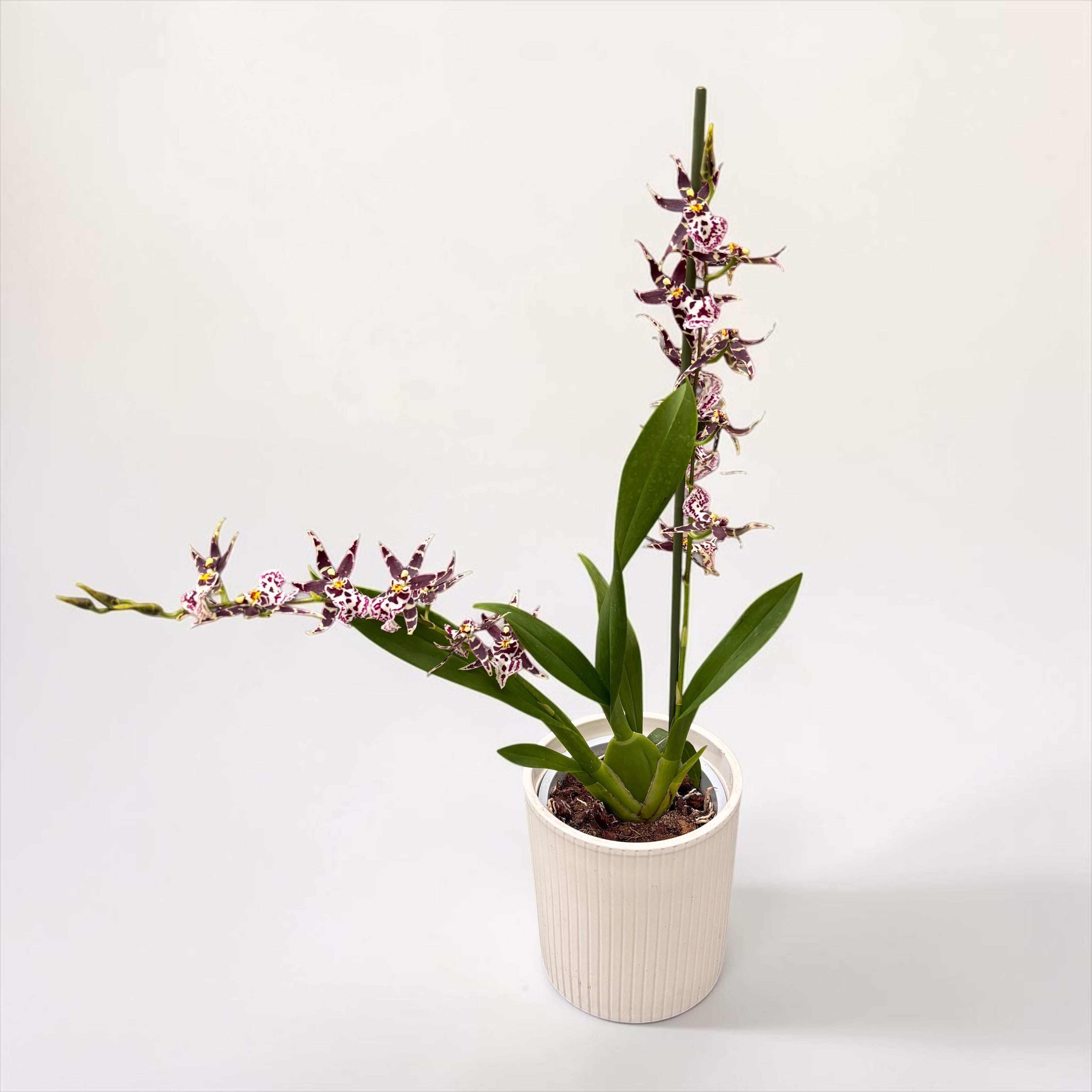 Oncidium Holm’s Wizard var. #04 - flori intens parfumate