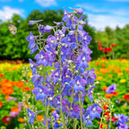 Delphinium (Belladonna Grp) 'Piccolo'- delfinium compact cu flori albastre