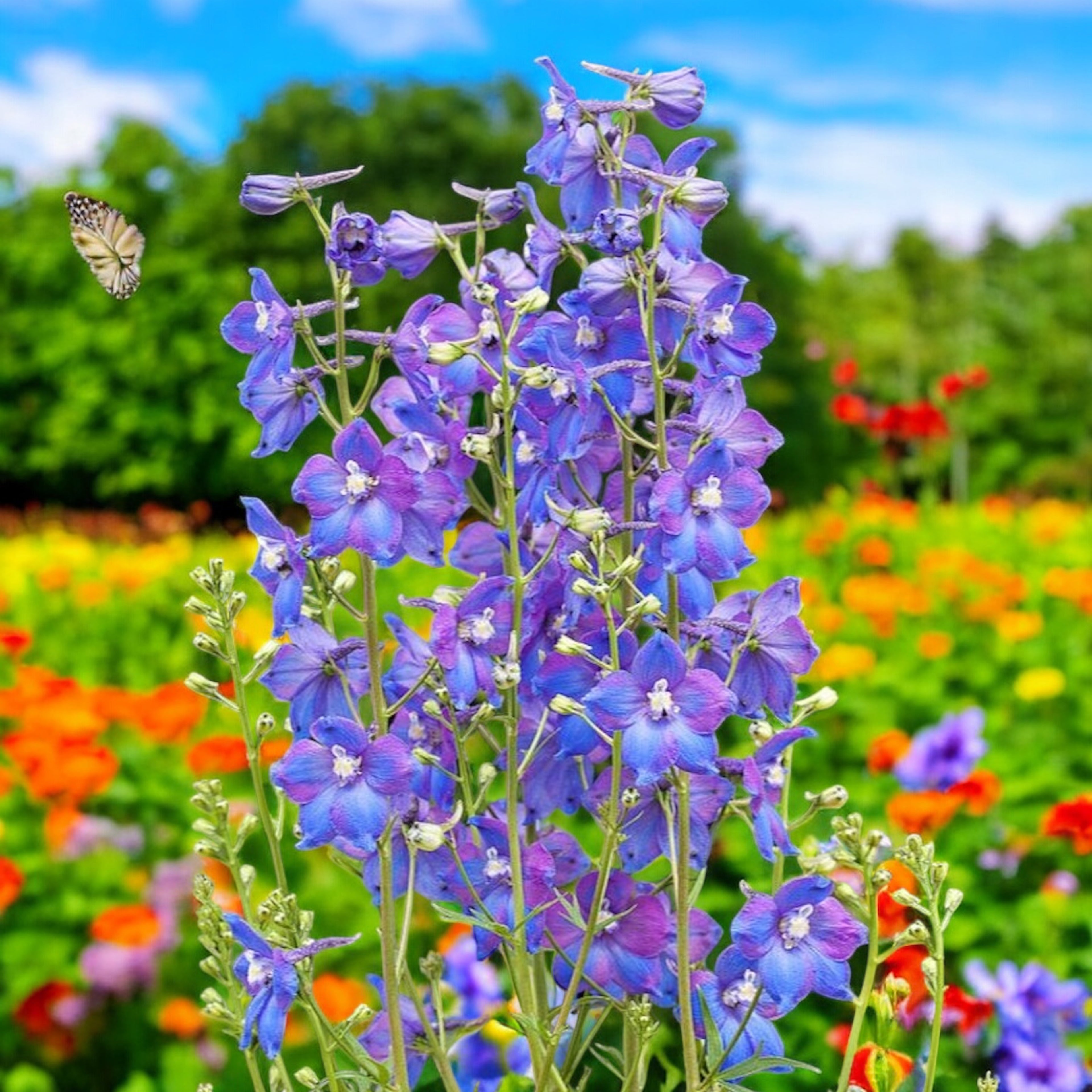Delphinium (Belladonna Grp) 'Piccolo'- delfinium compact cu flori albastre