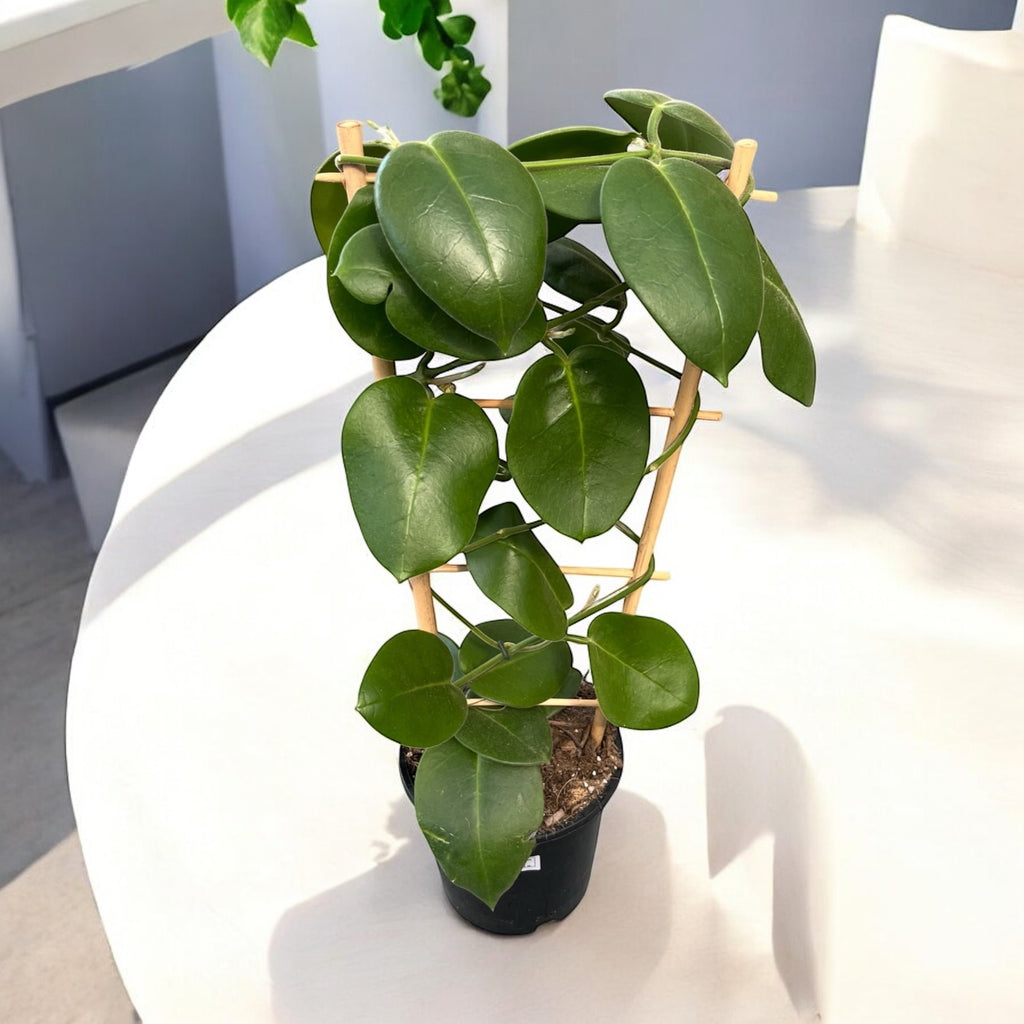 Hoya calycina 'Stargazer' - exempláre XL - najvoňavejšia Hoya