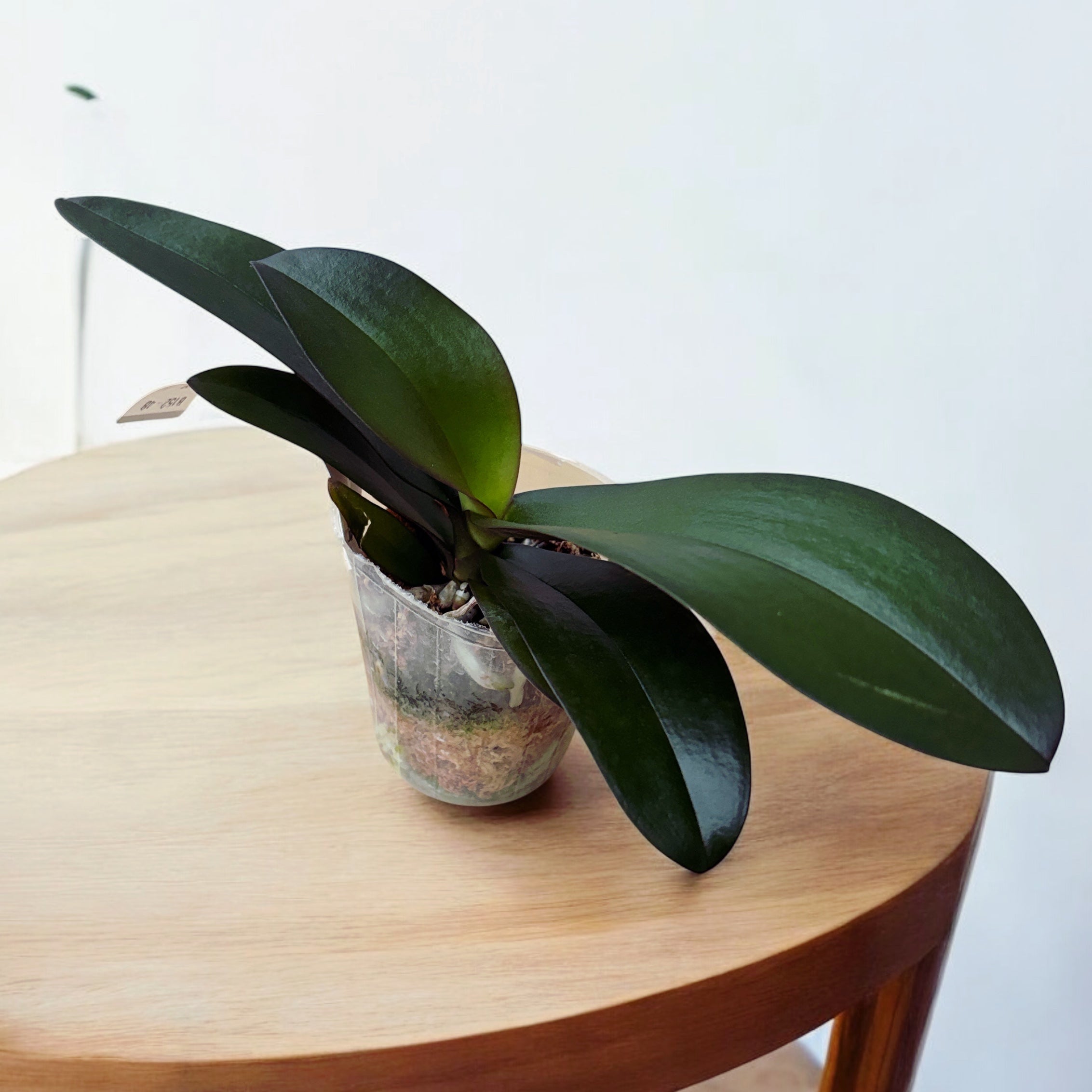 Phalaenopsis Trésor de Bouddha '3385'