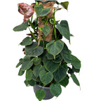 Philodendron lupinum - 5 plante/ghiveci