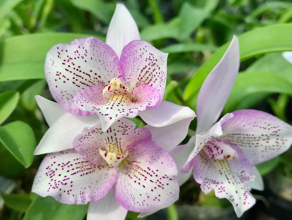 Caulocattleya Chantilly Lace 'Twinkle' parfumata