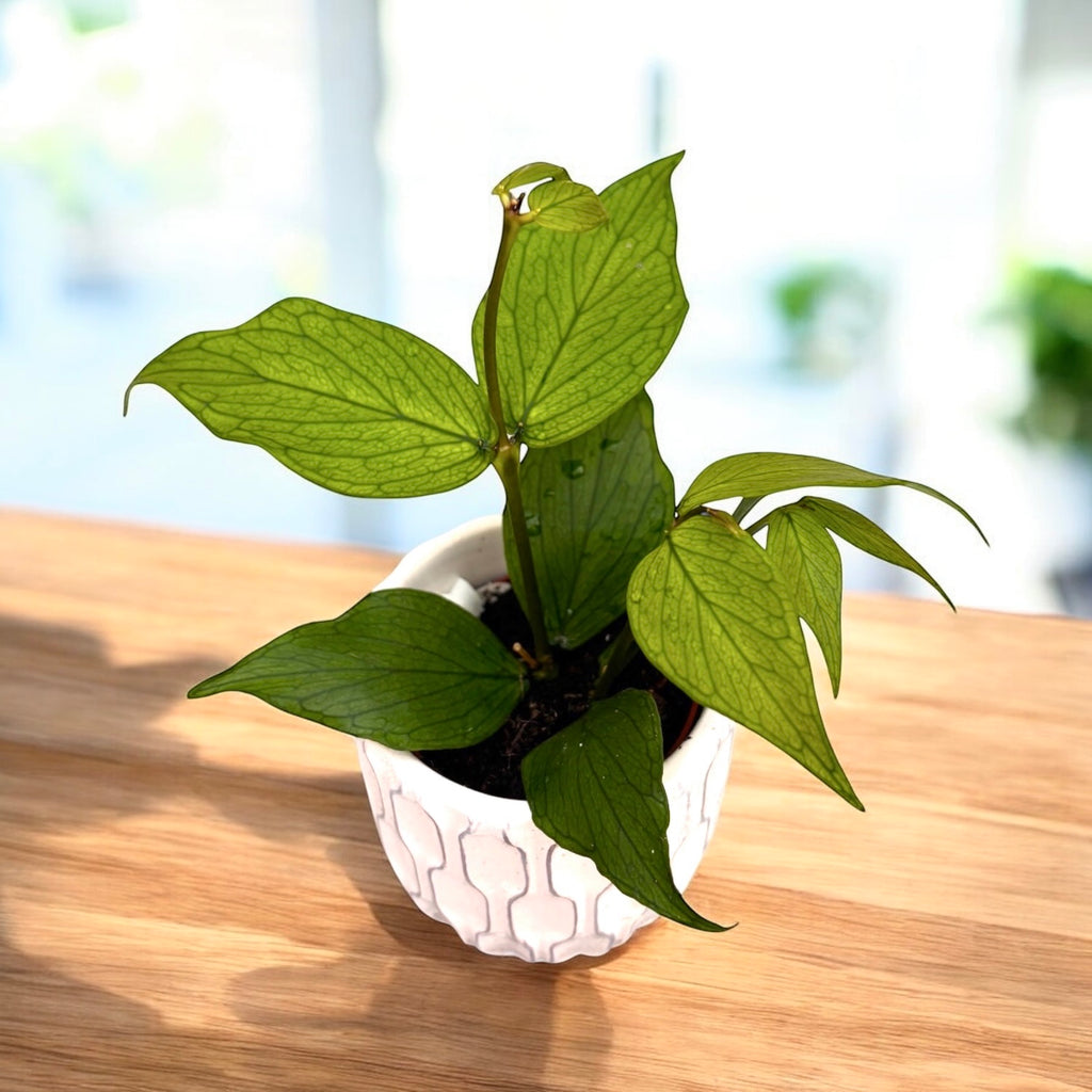 Hoya polyneura (Fishtail Hoya) D6