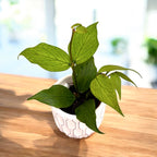 Hoya polyneura (Fishtail Hoya) D6