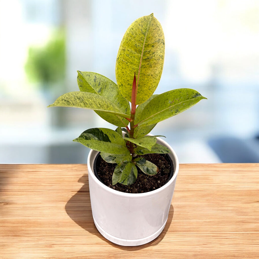 Ficus elastica 'Shivereana' ('Moonshine', 'Variegata') D12