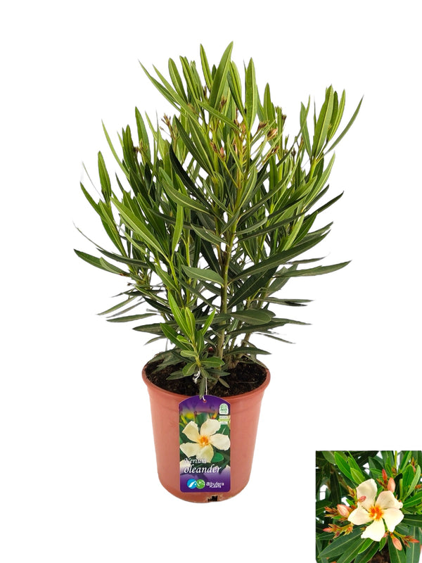 Gelber Olander (Nerium Olander) 3 Pflanzen/Töpfe – XL-Exemplare