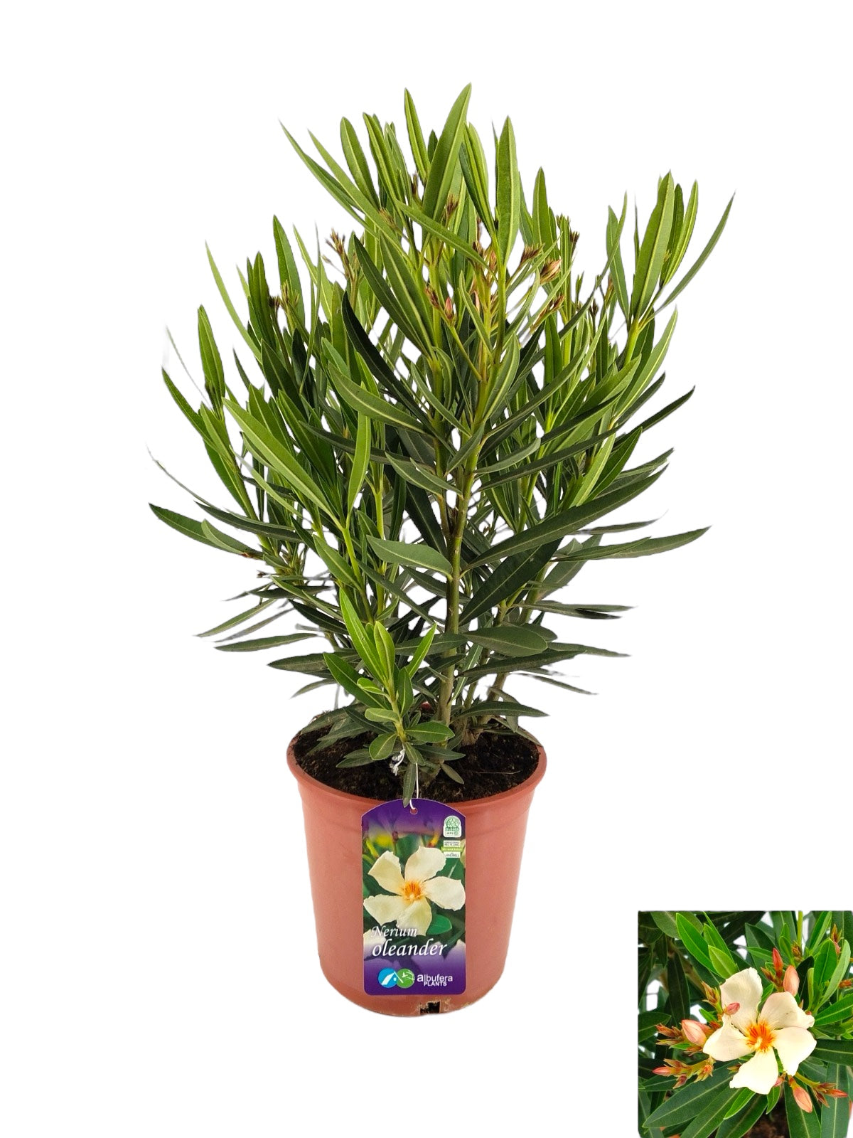 Leandru galben (Nerium Olander) 3 plante/ghiveci - exemplare XL