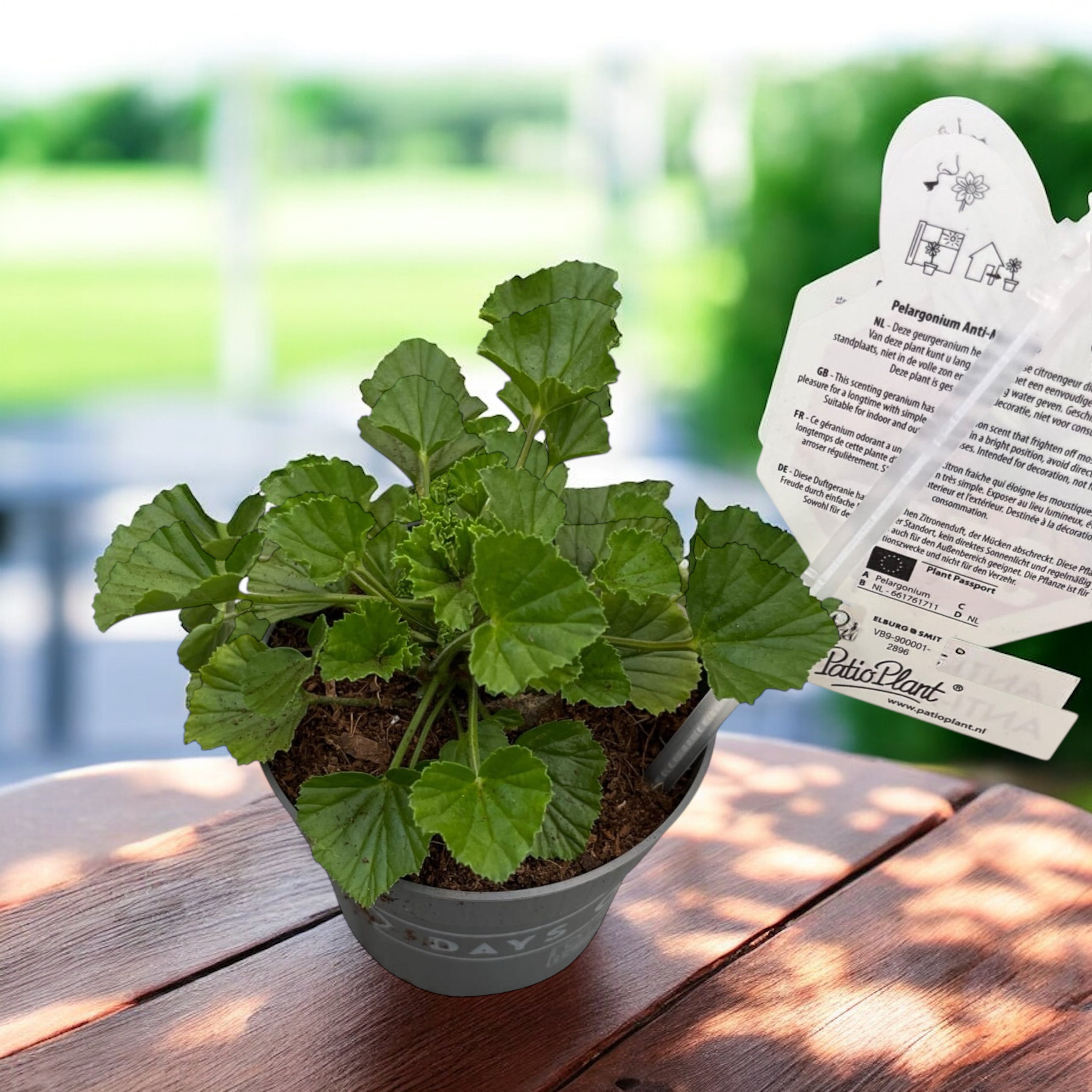 Muscate antitantari parfumate - Pelargonium 'Lizzy' (Anti-Mosquito)