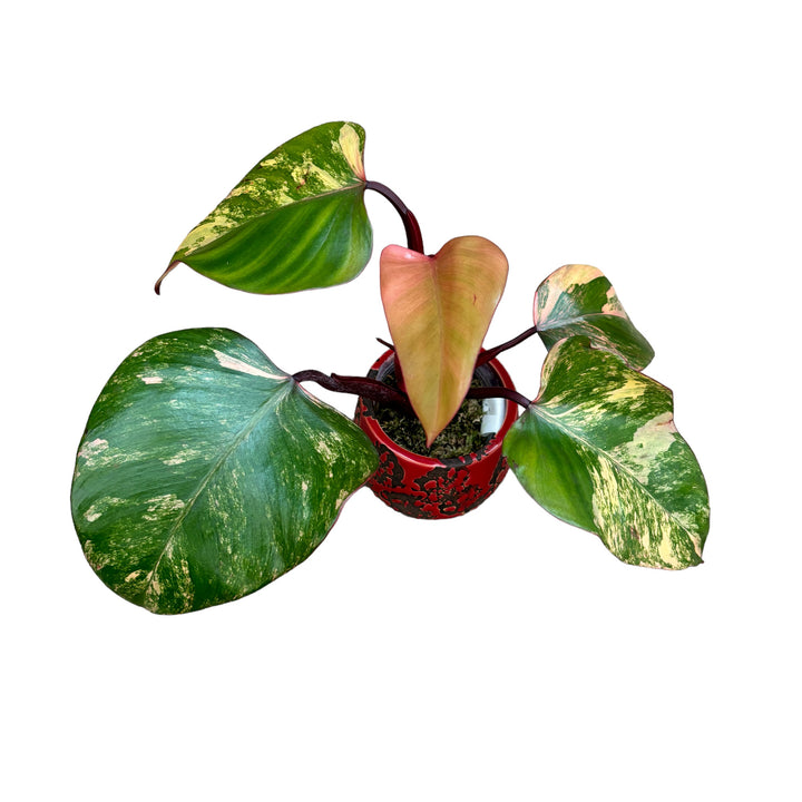 Philodendron Strawberry Shake