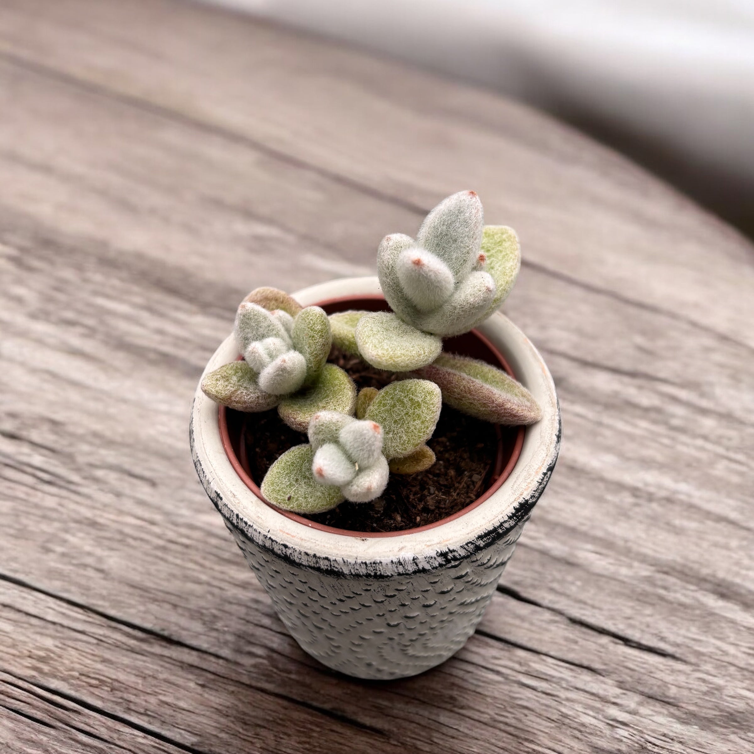 snow white panda succulent Kalanchoe Eriophylla (Snow White Panda Plant) – Secret Garden Plant Shop