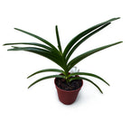 Pda. Mimi Palmer (Pda. Tan Chay Yan × V. tessellata) parfumata