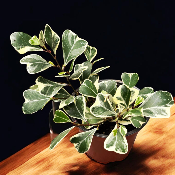 Ficus triangularis Sweetheart variegata