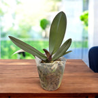 Phalaenopsis Jincheng Chin Su Me - big lip