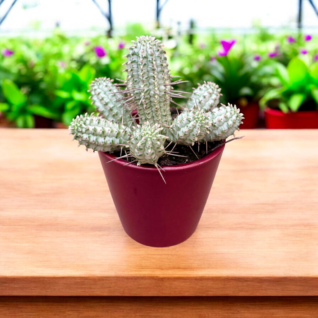 Euphorbia mammillaris f. variegata