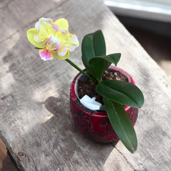 Phalaenopsis Golden Yuzu (peloric)